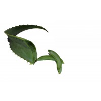 Foglie Aloe Arborescens BIO